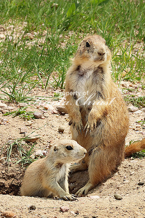 Black-tailed Prairie Dog 61 - May 23, 2023 Wind Cave National Park South Dakota