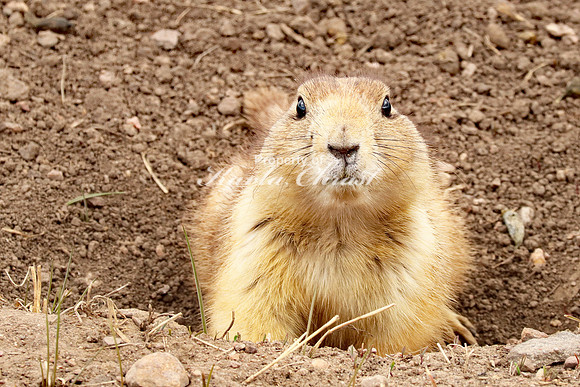 Black-tailed Prairie Dog 55- April 15, 2023 Wind Cave National Park South Dakota
