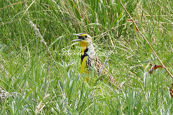 Western Meadowlark 9 May 23, 2023 Custer State Park
