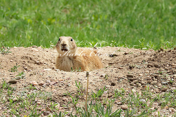 Black-tailed Prairie Dog 62 - May 23, 2023 Wind Cave National Park South Dakota