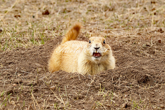 Black-tailed Prairie Dog 52 - April 15, 2023 Wind Cave National Park South Dakota
