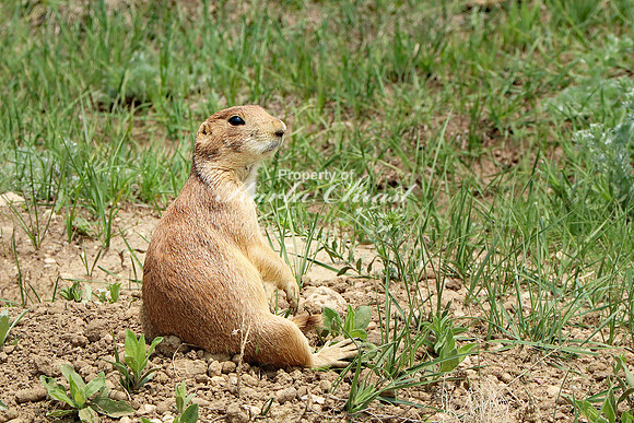 Black-tailed Prairie Dog 63 - May 23, 2023 Wind Cave National Park South Dakota