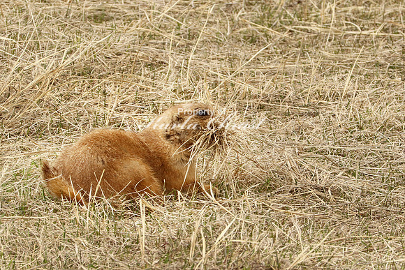 Black-tailed Prairie Dog 47 - April 15, 2023 Wind Cave National Park South Dakota