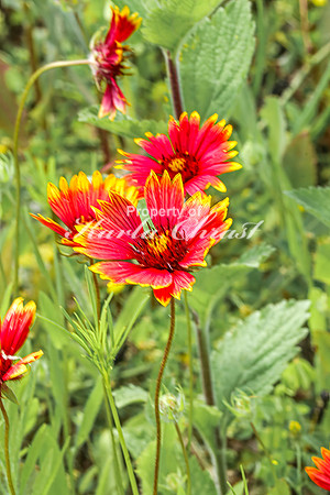 Blanket Flower 9 - July 02, 2024 Rural Minnesota