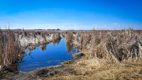 Mickelson Wetland Memorial 2 - April 11, 2025