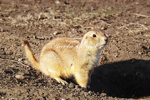 Black-tailed Prairie Dog 56 - April 16, 2023 Wind Cave National Park South Dakota