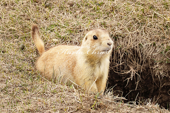 Black-tailed Prairie Dog 50 - April 15, 2023 Wind Cave National Park South Dakota