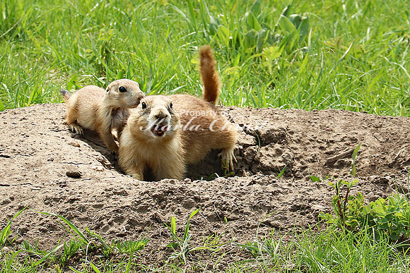 Black-tailed Prairie Dog 68 - May 23, 2023 Wind Cave National Park South Dakota