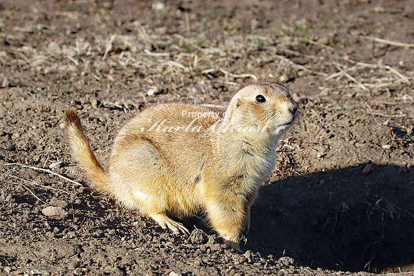 Black-tailed Prairie Dog 57 - April 16, 2023 Wind Cave National Park South Dakota