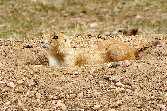 Black-tailed Prairie Dog 49 - April 15, 2023 Wind Cave National Park South Dakota