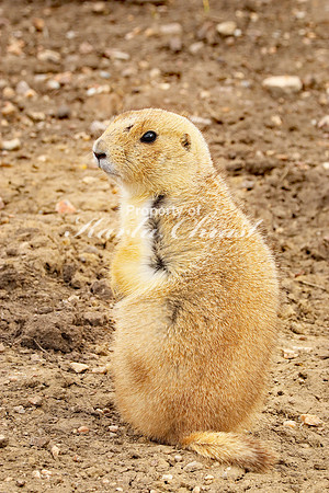 Black-tailed Prairie Dog 48 - April 15, 2023 Wind Cave National Park South Dakota