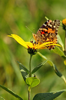 American Lady 1 - September 1, 2014 Union Slough National Wildlife Refuge