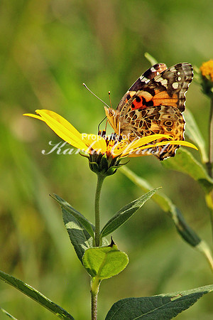 American Lady 1 - September 1, 2014 Union Slough National Wildlife Refuge