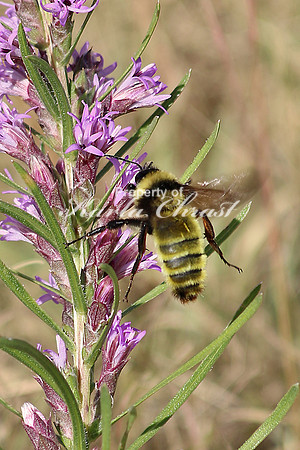 Golden Northern Bumble Bee 1 - September 5, 2015 Scotts Bluff National Monument Nebraska