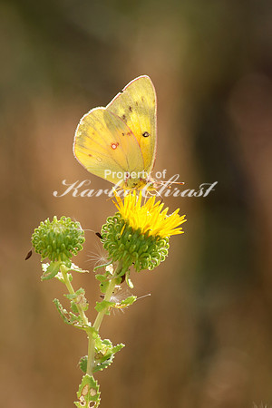 Clouded Sulphur 2 - September 5, 2015 Scotts Bluff National Monument Nebraska
