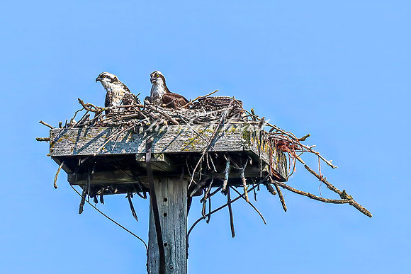 Osprey 10 - July 30, 2024 North Country National Scenic Trail