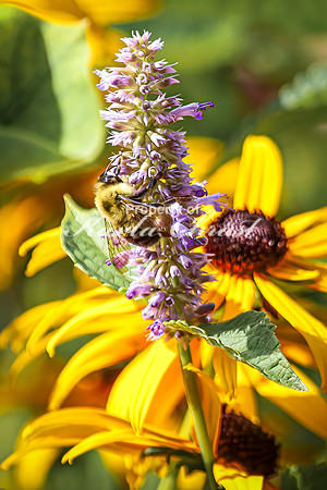 Bumble Bee 25 - August 01, 2024