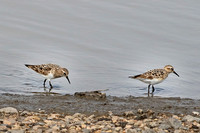 Baiird's Sandpiper 1 - May 8, 2016 Sand Lake National Wildlife Refuge South Dakota