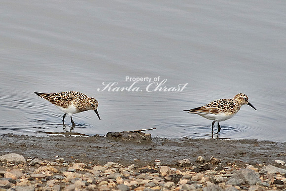 Baiird's Sandpiper 1 - May 8, 2016 Sand Lake National Wildlife Refuge South Dakota