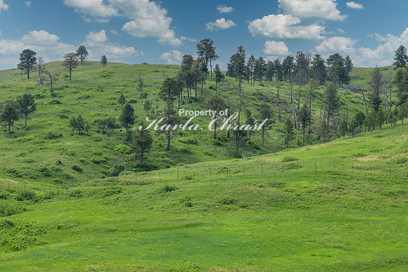 Custer State Park 80 - June 12, 2023