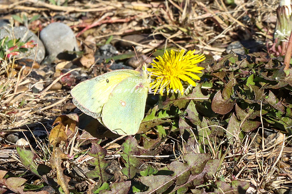 Clouded Sulphur 6 - October 10, 2024 - Lake Sakakawea State Park North Dakota