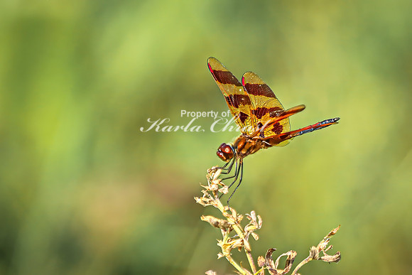 Halloween Pennant 2 - July 30, 2024 North Country National Scenic Trail