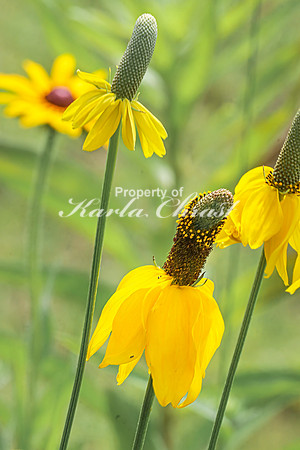 Prairie Coneflower 7 - July 02, 2024 Rural Minnesota