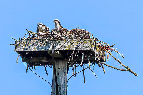 Osprey 8 - July 30, 2024 North Country National Scenic Trail