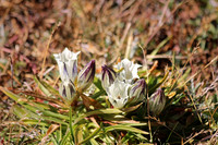Arctic Gentian 1 - September 8, 2015 Rocky Mountain National Park Colorado