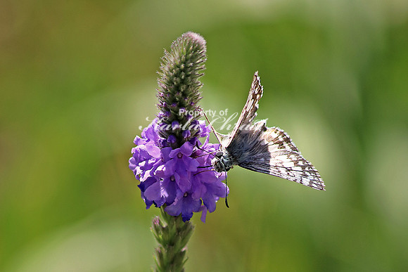 Common Checkered Skipper 1 - September 5, 2015 Scotts Bluff National Monument Nebraska