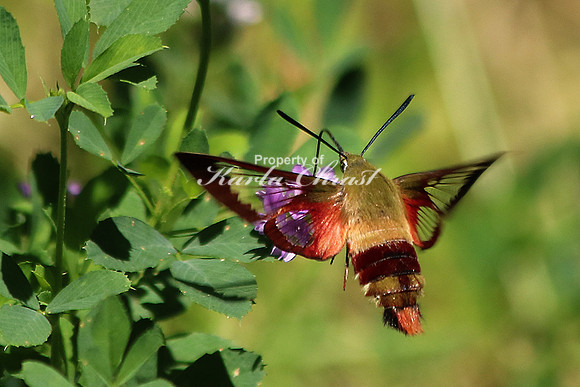 Clearwing Hummingbird Moth 2