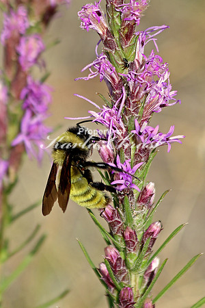 Golden Northern Bumble Bee 2 - September 5, 2015 Scotts Bluff National Monument Nebraska