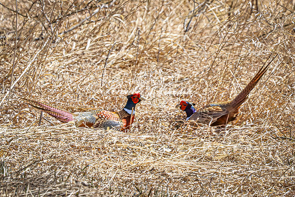 Ring-necked Pheasant, Male 28 - April 11, 2025 - Sioux Poinsett Game Production Area