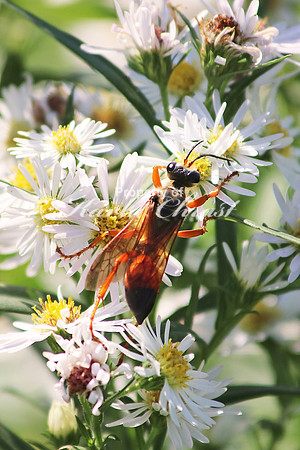Great Golden Digger Wasp - September 26, 2015 Dakota Rail Regional Trail Minnesota