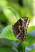 Blue Morpho Butterfly 1 - September 11, 2015