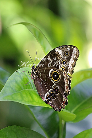 Blue Morpho Butterfly 1 - September 11, 2015