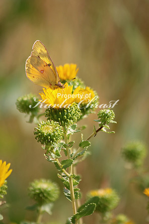 Clouded Sulphur 1 - September 5, 2015 Scotts Bluff National Monument Nebraska