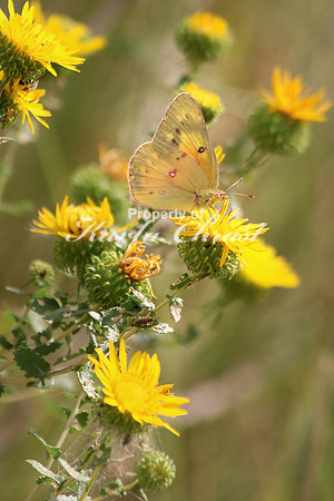 Clouded Sulphur 3 - September 5, 2015 Scotts Bluff National Monument Nebraska