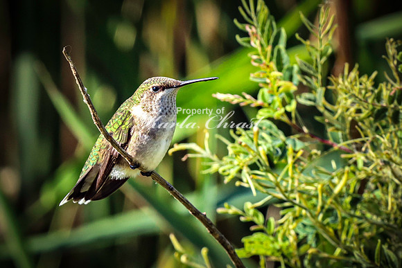 Ruby-throated Hummingbird 38 - September 1,  2023 Oakwood Lakes State Park