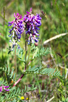 American Vetch 6 - June 05, 2024 - Fetterman Massacre Monument Wyoming