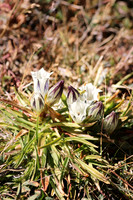Arctic Gentian 2 - September 8, 2015 Rocky Mountain National Park Colorado