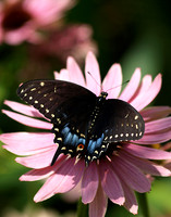 Black Swallowtail - August 12, 2009