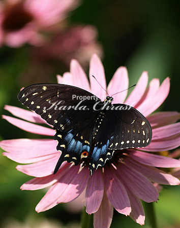 Black Swallowtail - August 12, 2009