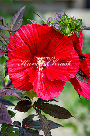 Hibiscus 2 - August 01, 2024