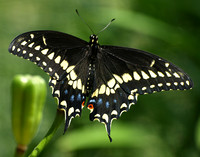Black Swallowtail 1 - August 12, 2009