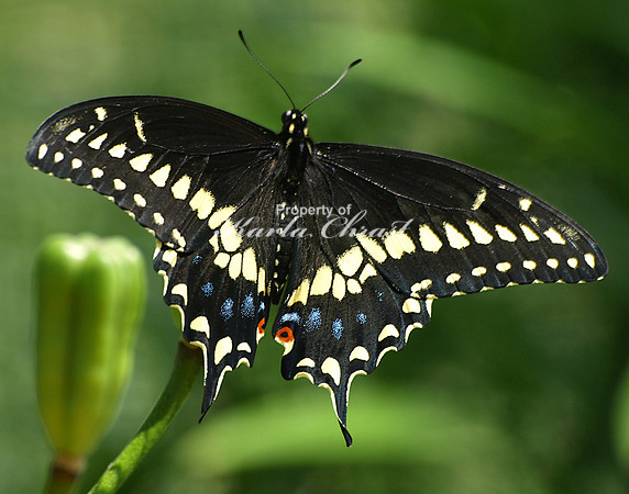 Black Swallowtail 1 - August 12, 2009