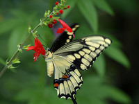 Black Swallowtail 2 - August 12, 2009