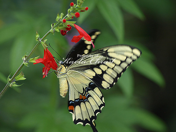 Black Swallowtail 2 - August 12, 2009