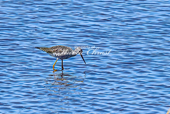 Greater Yellowlegs 12 - April 11, 2025 - Oakwood Lakes State Park South Dakota