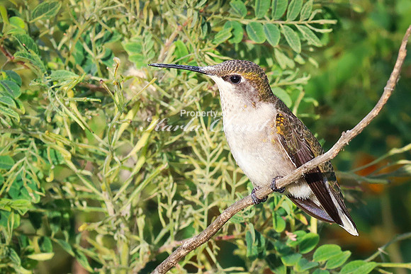 Ruby-throated Hummingbird 15 - September 1,  2023 Oakwood Lakes State Park
